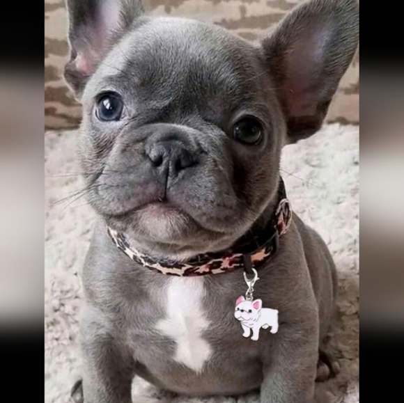 ๐พFur Baby Mamas Unite๐พ - Picture 2 of 2